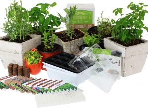 culinary herb starter kit